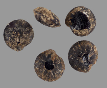 Seeds of DS 72680